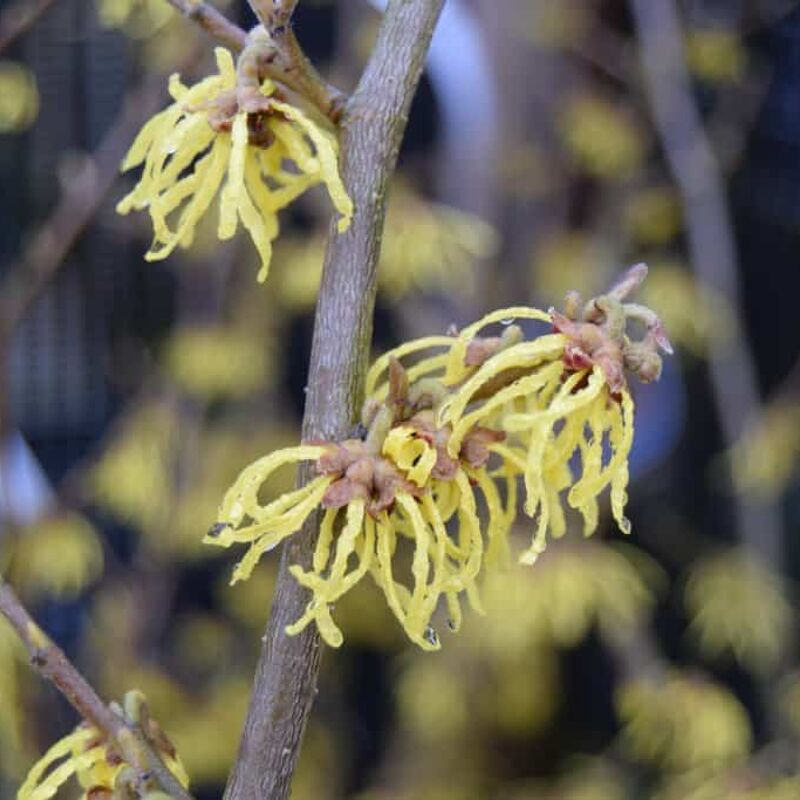 Hamamelis × intermedia 'Arnold Promise' 150-175 cm